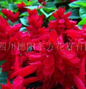 一串红种子