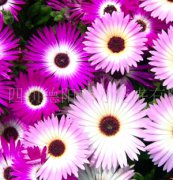 花卉种子、彩虹菊种子、盆花种子、盆栽花卉