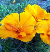 花菱草（春辉-重瓣）花种